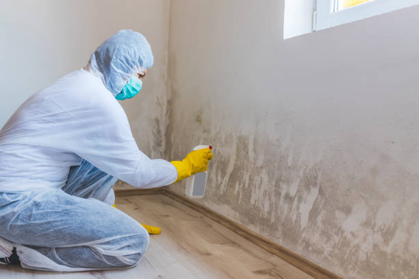 Professional Mold Inspection, Removal & Remediation in Holly Springs, GA