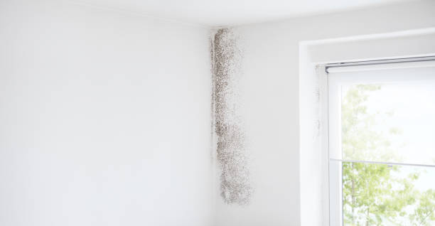 Mold Documentation for Insurance Claims in Holly Springs, GA